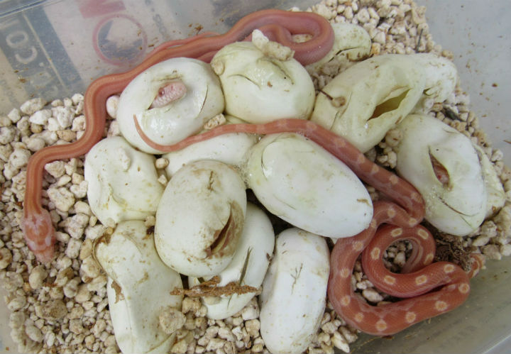 Butter Corn Snake